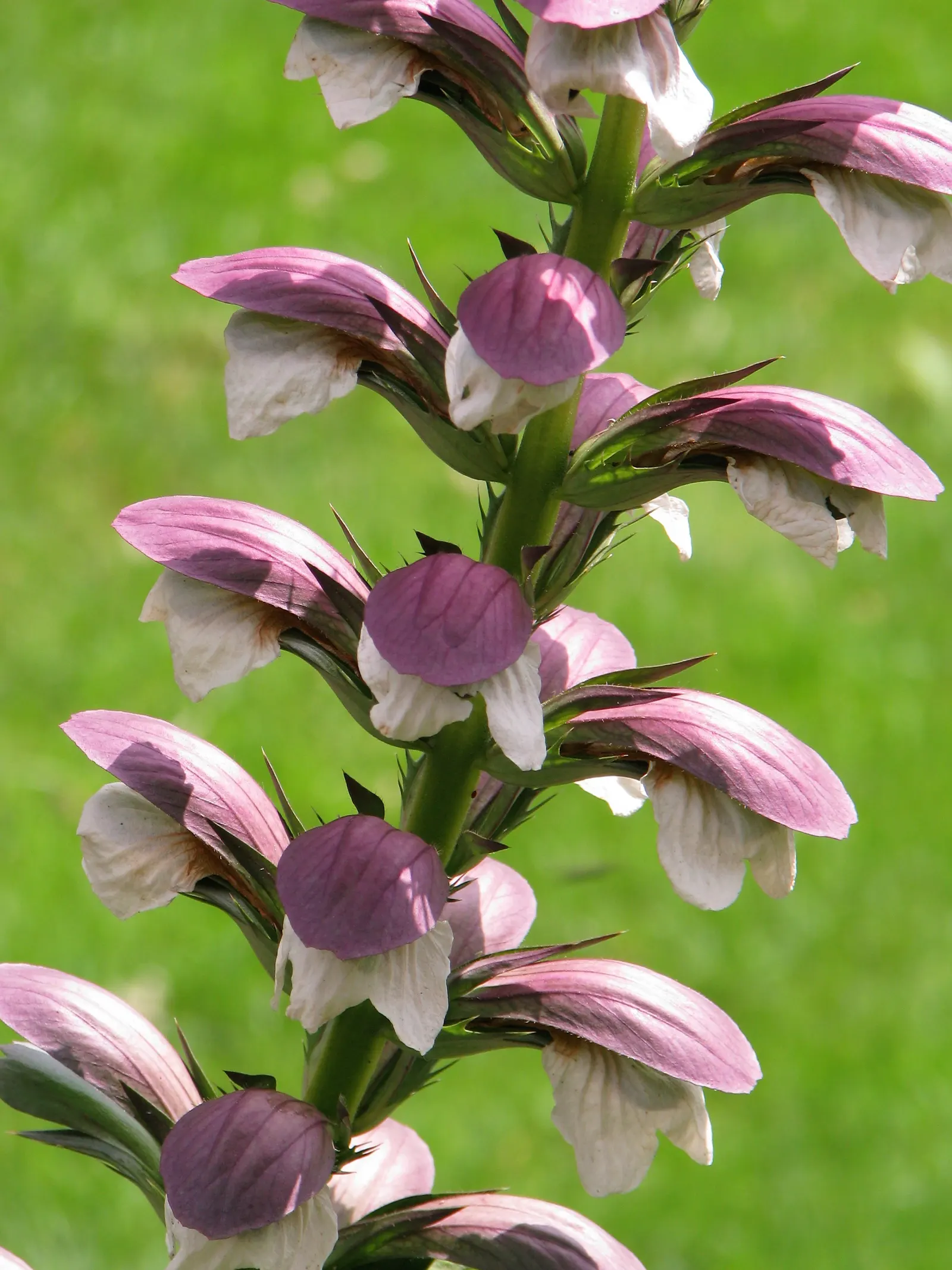 Spiny Bear's Breech (Acanthus Spinosus) — consider a place that receives full sun to partial shade; the Acanthus spinosus sends up flower spikes, image 64