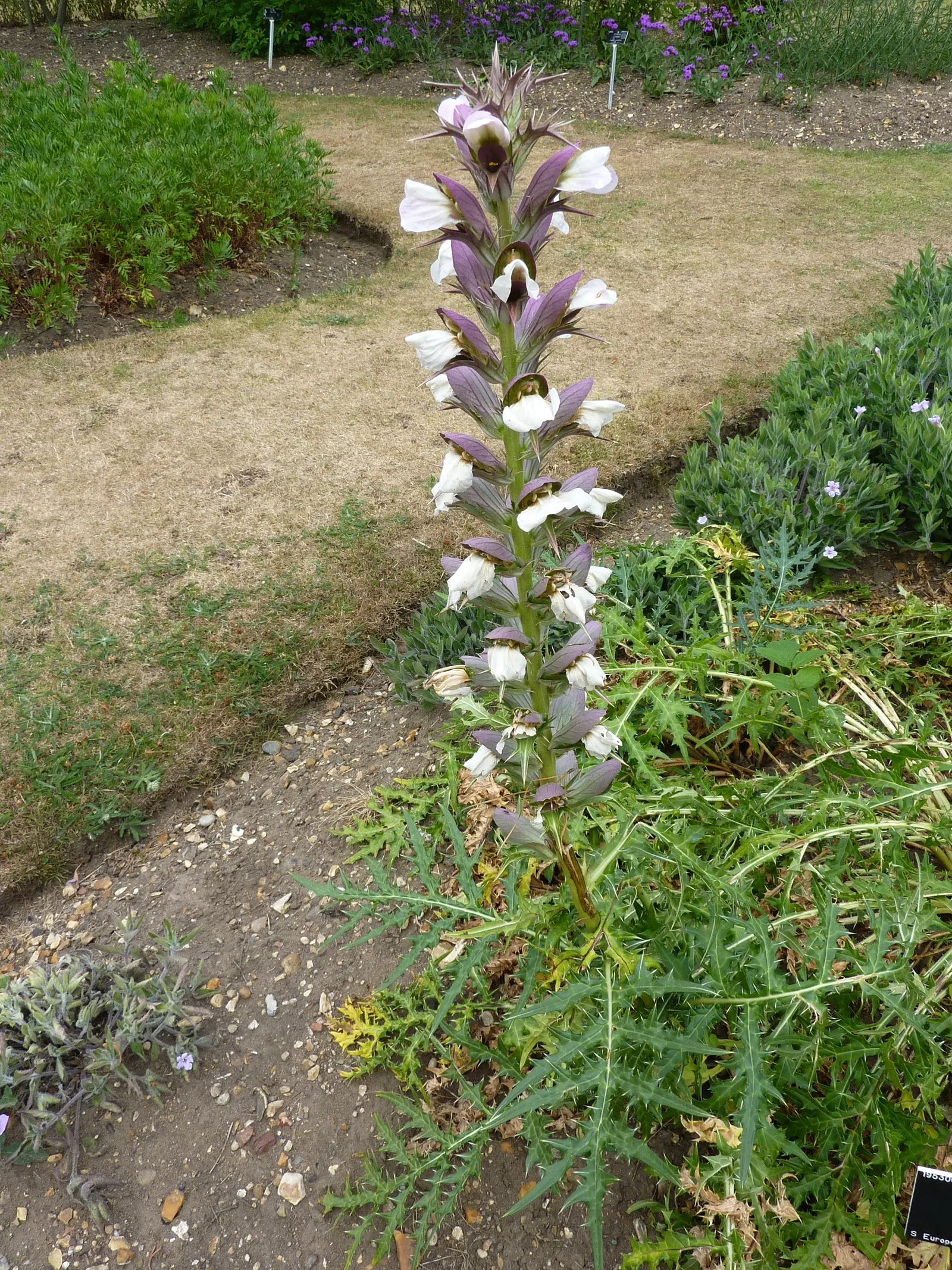 Spiny Bear's Breech (Acanthus Spinosus) — Ideal for creating a dramatic backdrop in a border or as a focal point; is a striking perennial that, image 53