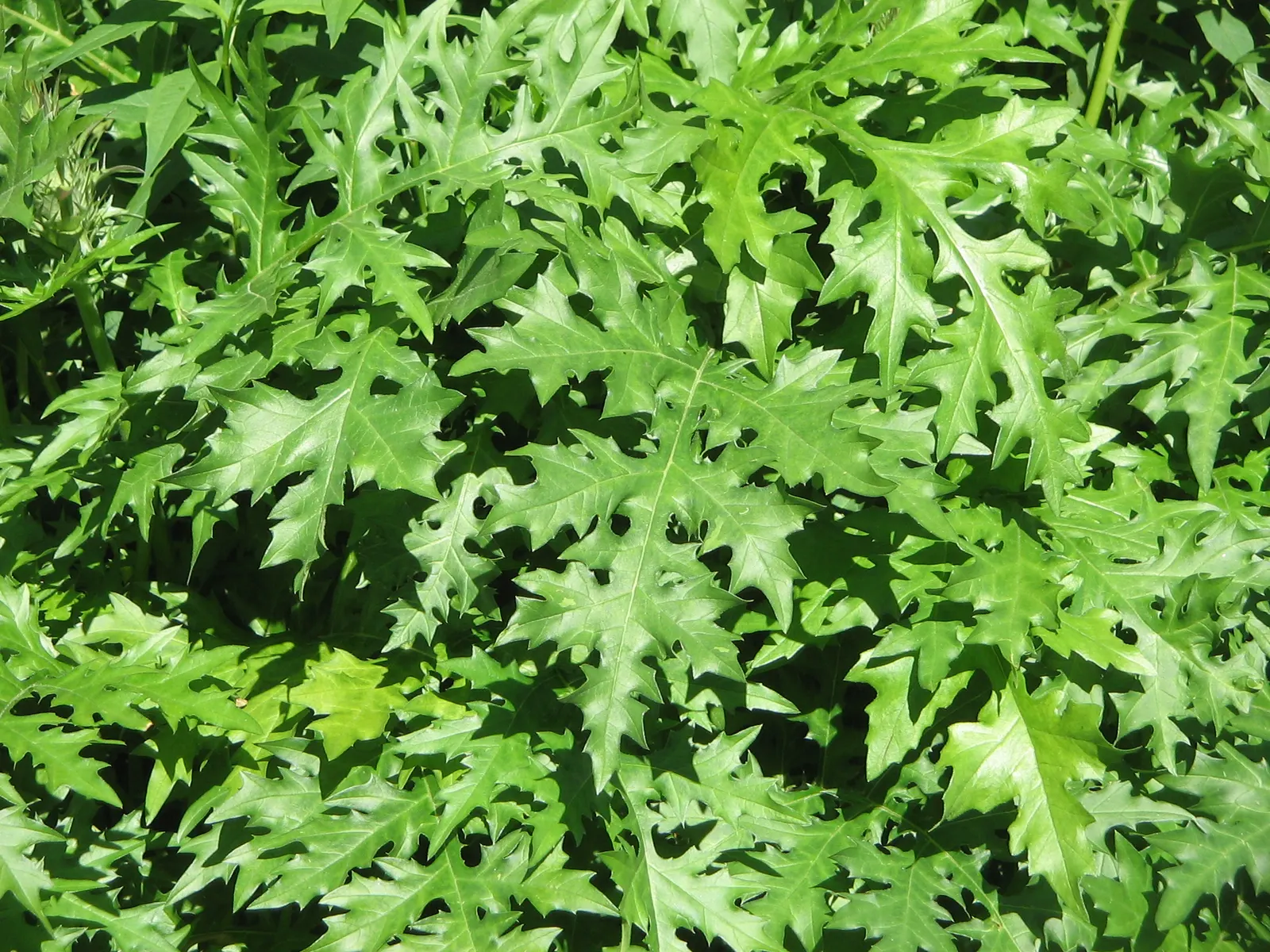 Spiny Bear's Breech (Acanthus Spinosus) — It has a moderate growth rate and is suitable for USDA Hardiness Zones 5 through 9