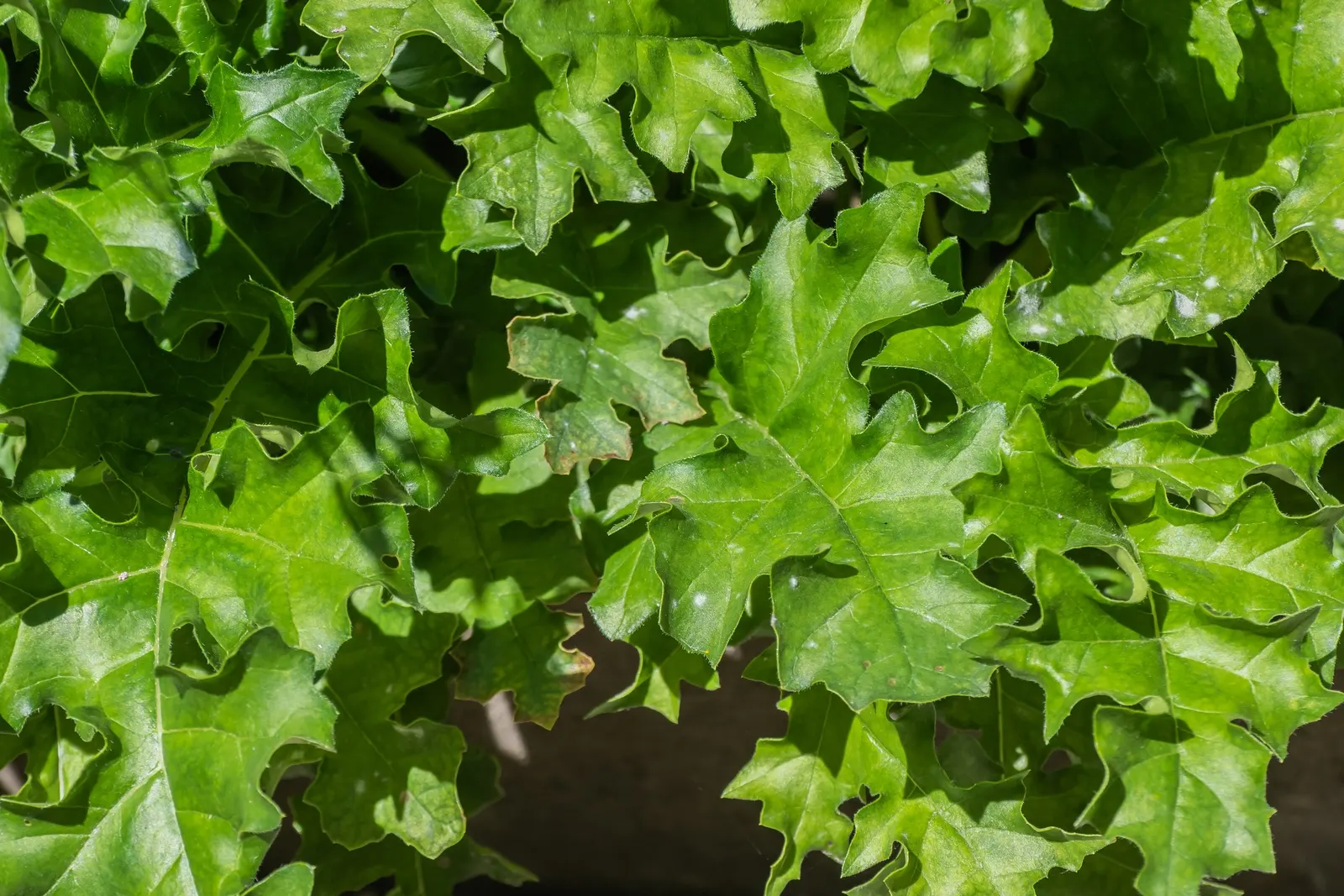 Spiny Bear's Breech (Acanthus Spinosus) — is a striking perennial that brings a dramatic flair to any landscape design; ideal for creating a dramatic backdrop