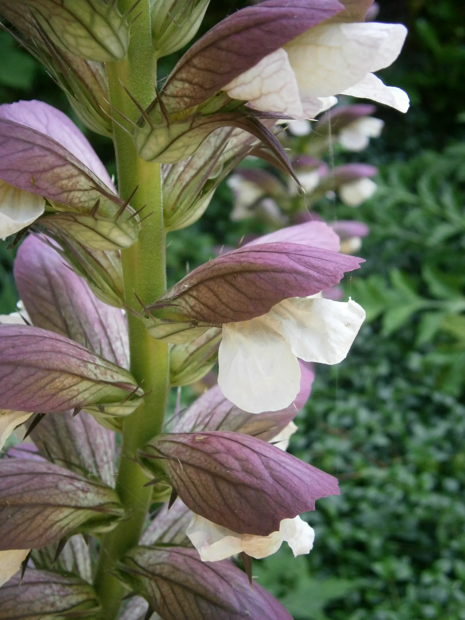 Spiny Bear's Breech (Acanthus Spinosus) — spiky foliage and tall flower spikes; serrated edges provide a unique texture, image 50