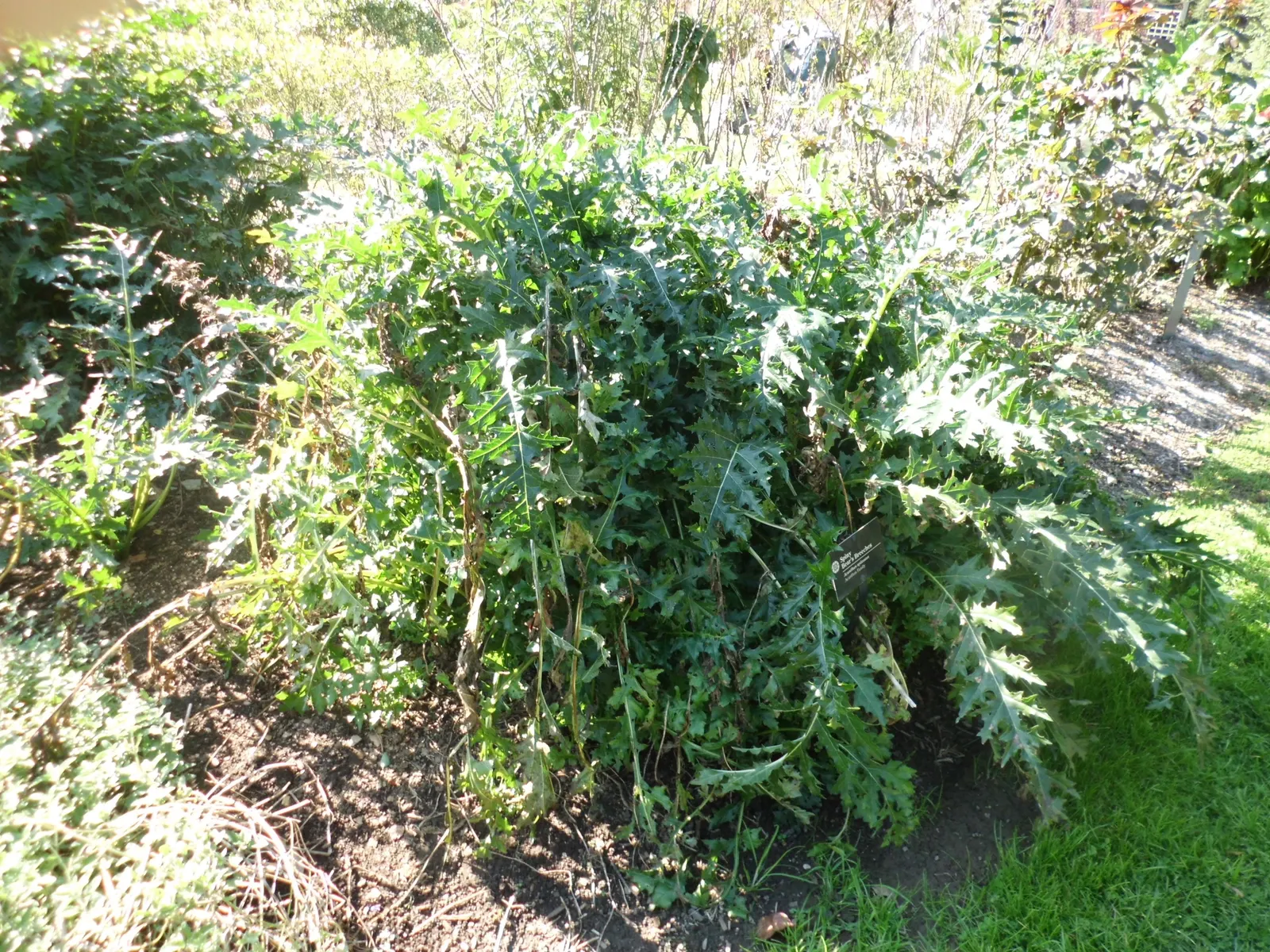 Spiny Bear's Breech (Acanthus Spinosus) — serrated edges provide a unique texture; spiky foliage and tall flower spikes