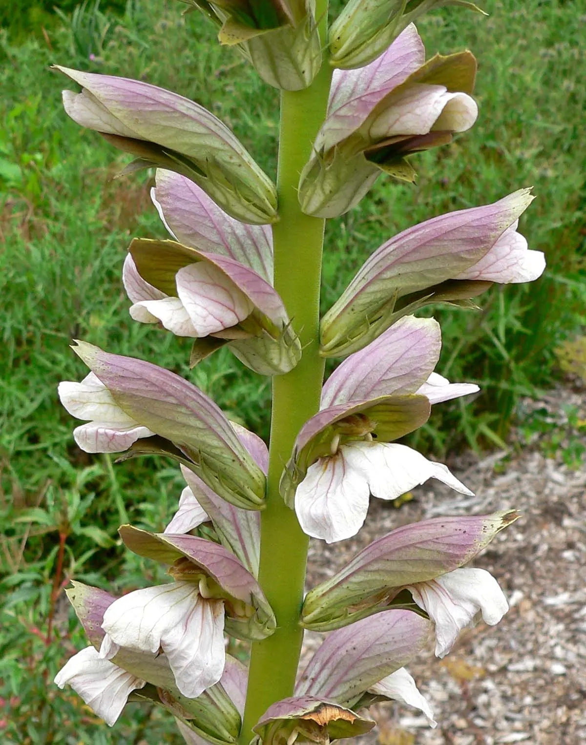 Spiny Bear's Breech (Acanthus Spinosus) — perennial with white blooms; a nod to its frequent depiction in ancient Greek and Roman art