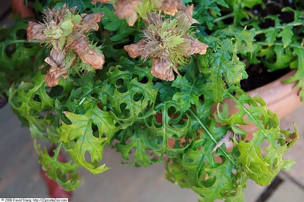Spiny Bear's Breech (Acanthus Spinosus) — perennial with white blooms