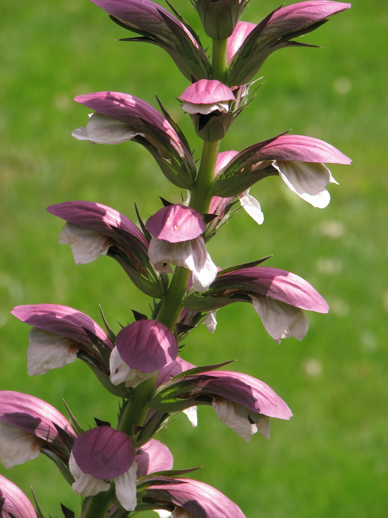 Spiny Bear's Breech (Acanthus Spinosus) — is a striking perennial that brings a dramatic flair to any landscape design; ideal for creating a, image 56