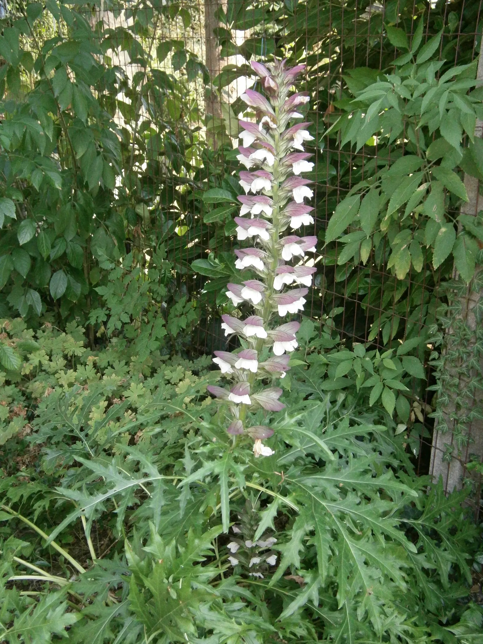 Spiny Bear's Breech (Acanthus Spinosus) — graces gardens with its striking; grows 3 to 4 feet tall and 2 to 3 feet wide, adding architectural elegance