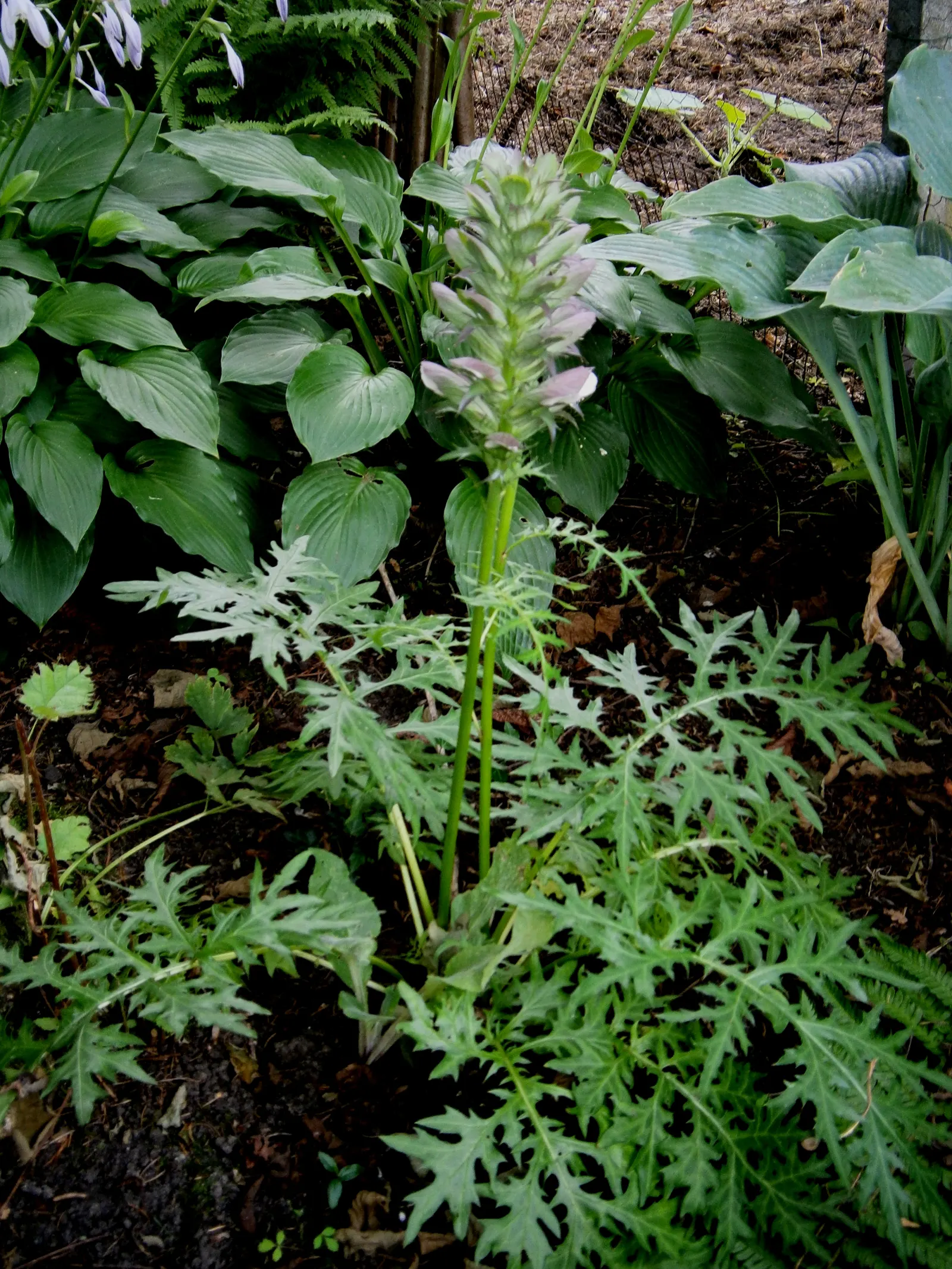 Spiny Bear's Breech (Acanthus Spinosus) — serrated edges provide a unique texture