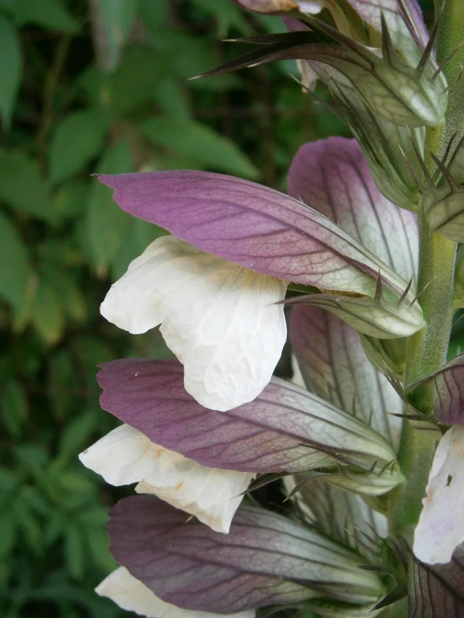 Spiny Bear's Breech (Acanthus Spinosus) — serrated edges provide a unique texture; spiky foliage and tall flower spikes, image 59