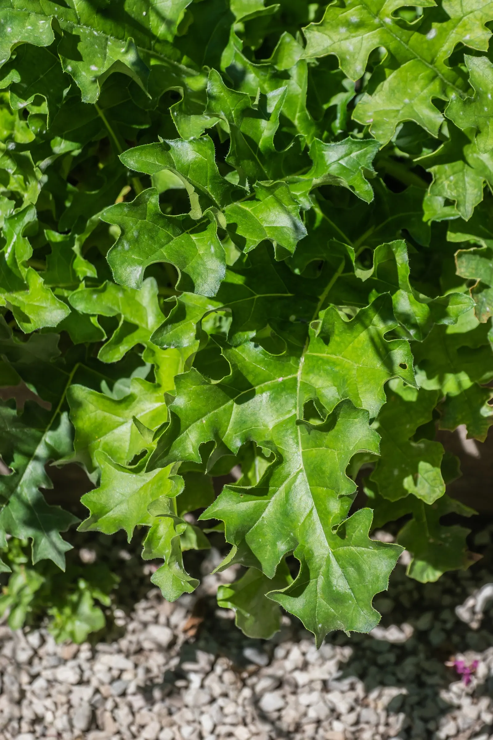 Spiny Bear's Breech (Acanthus Spinosus) — Thriving in zones 5-9, this perennial prefers partial shade to full sun and well-drained soil