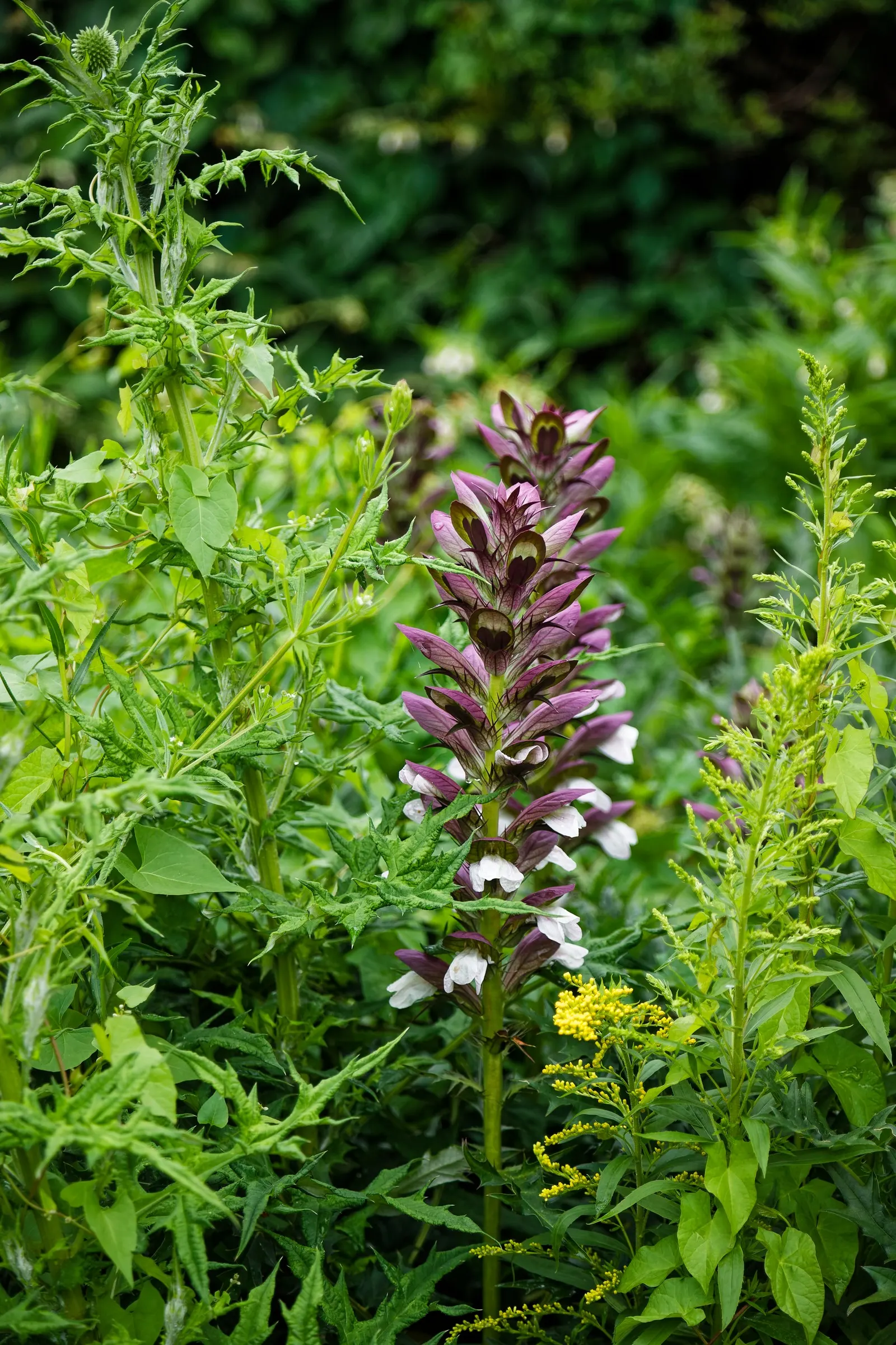 Spiny Bear's Breech (Acanthus Spinosus) — a nod to its frequent depiction in ancient Greek and Roman art; perennial with white blooms