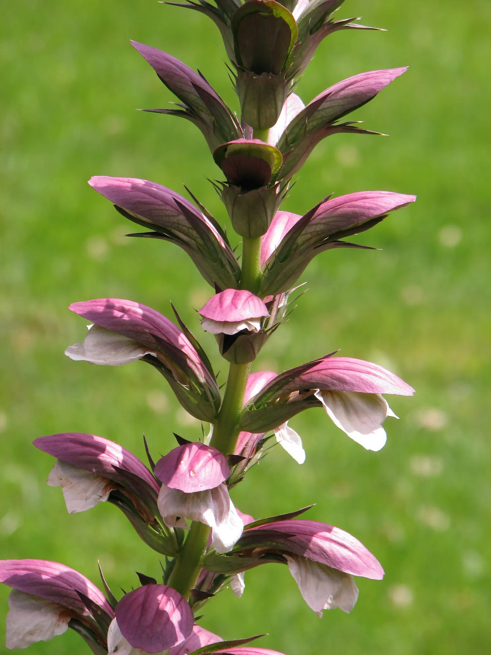 Spiny Bear's Breech (Acanthus Spinosus) — the Acanthus spinosus sends up flower spikes that can soar to heights of around 4 feet; consider a place, image 61