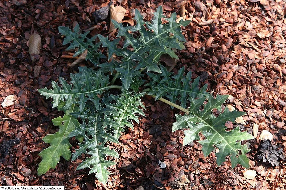 Spiny Bear's Breech (Acanthus Spinosus) — consider a place that receives full sun to partial shade