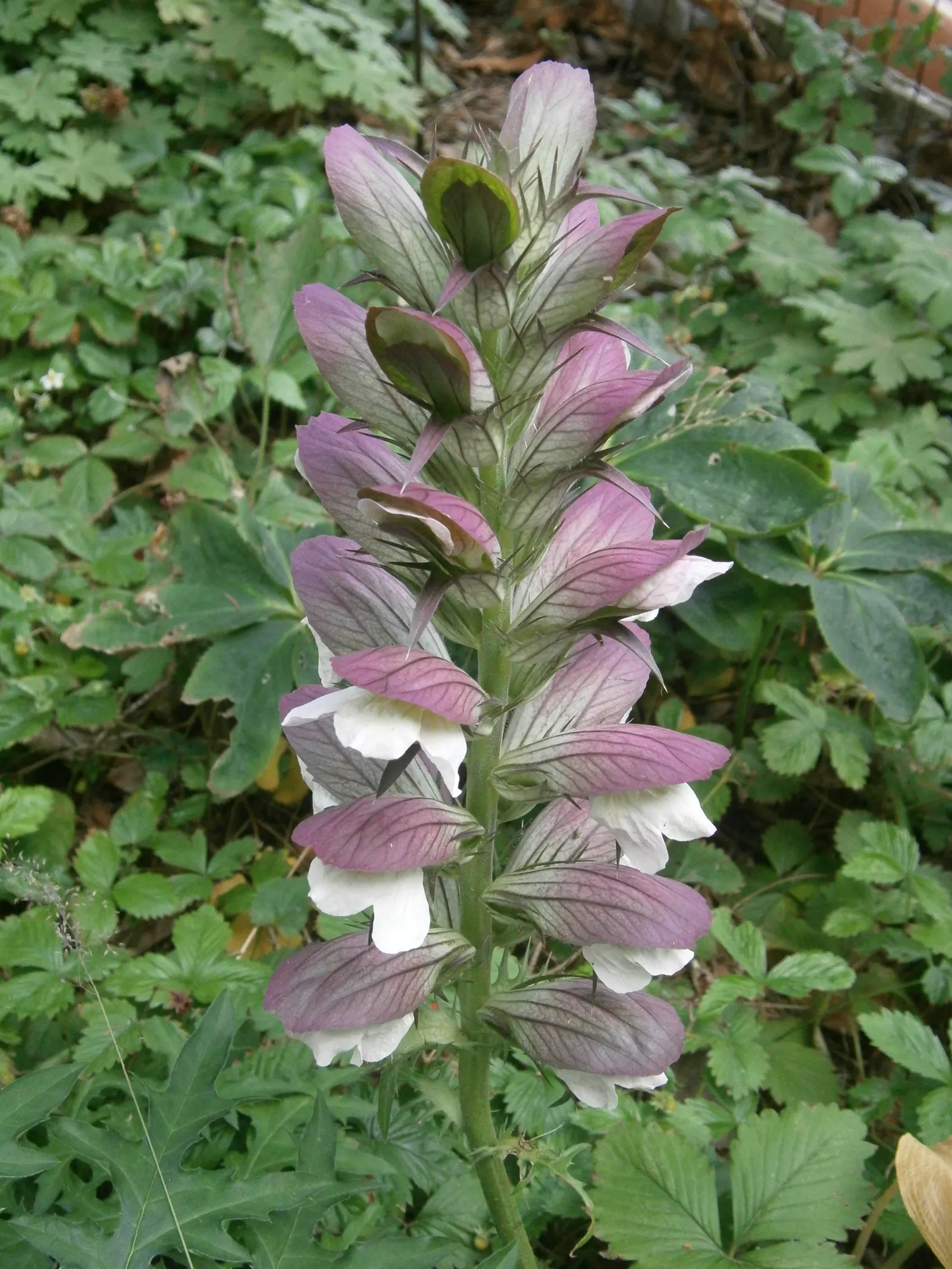 Spiny Bear's Breech (Acanthus Spinosus) — making it a low-maintenance choice for the busy gardener; thriving in zones 5-9, this perennial prefers partial shade