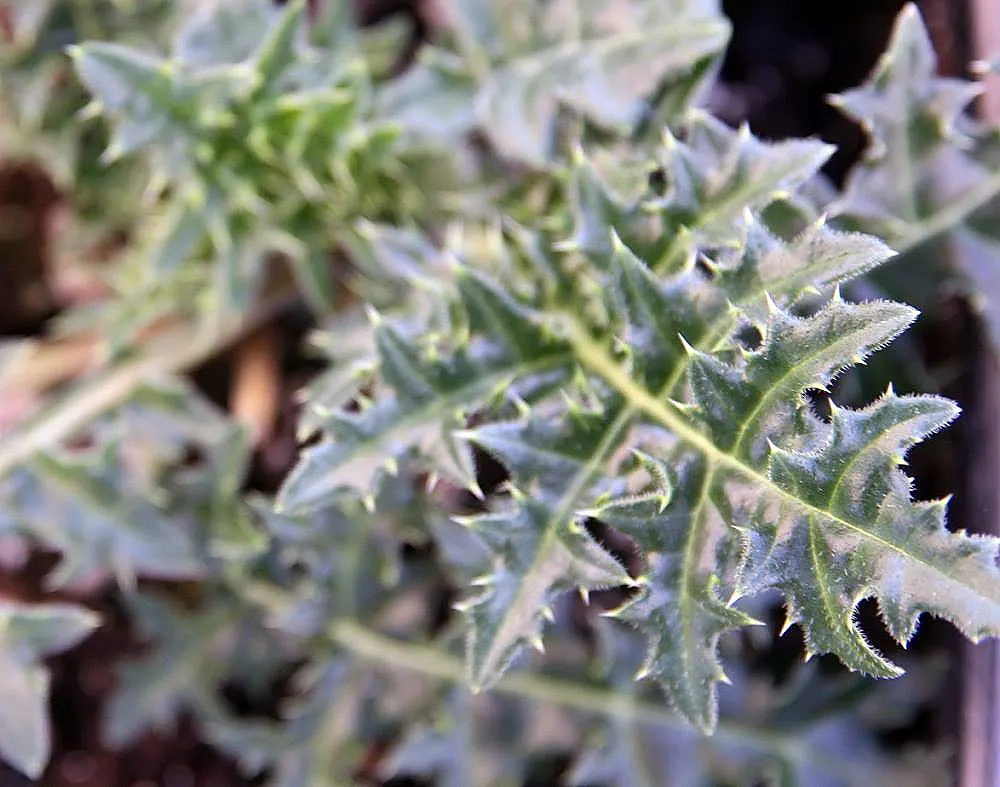 Spiny Bear's Breech (Acanthus Spinosus) — Grows 3 to 4 feet tall and 2 to 3 feet wide, adding architectural elegance; graces gardens with its striking