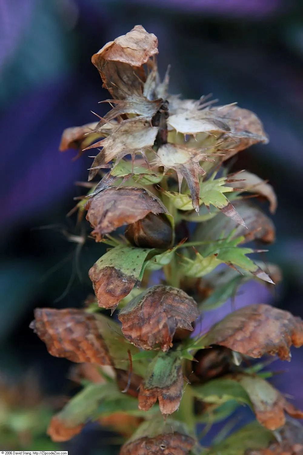 Spiny Bear's Breech (Acanthus Spinosus) — This architectural plant is native to the Mediterranean region and boasts deeply lobed