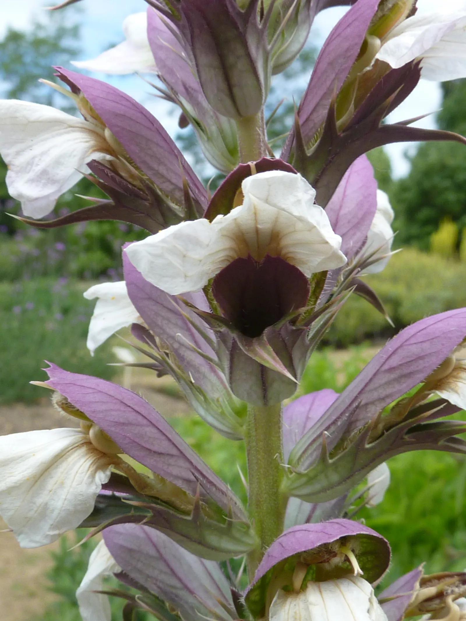 Spiny Bear's Breech (Acanthus Spinosus) — Grows 3 to 4 feet tall and 2 to 3 feet wide, adding architectural elegance