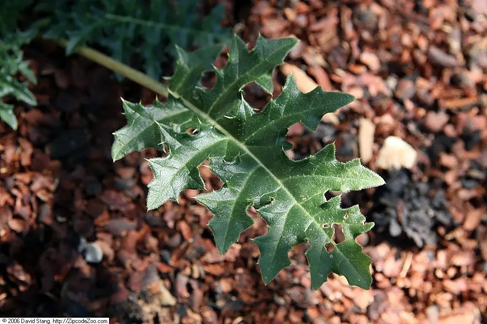 Spiny Bear's Breech (Acanthus Spinosus) — is a striking perennial that brings a dramatic flair to any landscape design