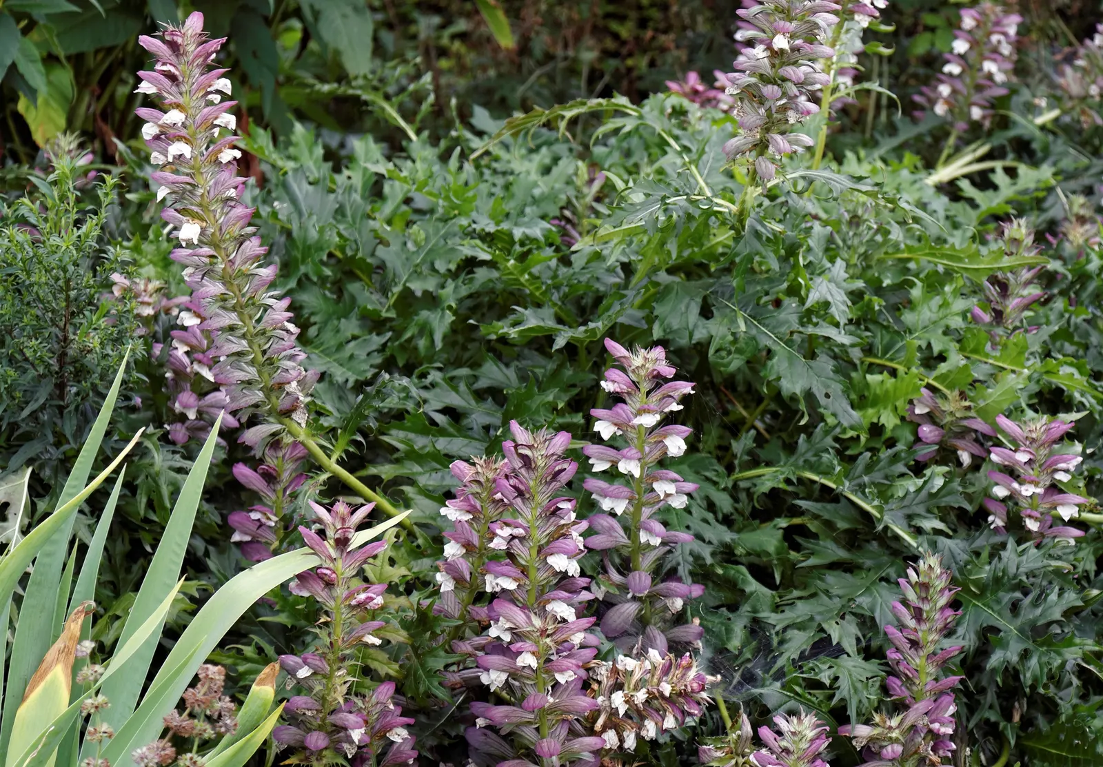 Spiny Bear's Breech (Acanthus Spinosus) — making it a low-maintenance choice for the busy gardener
