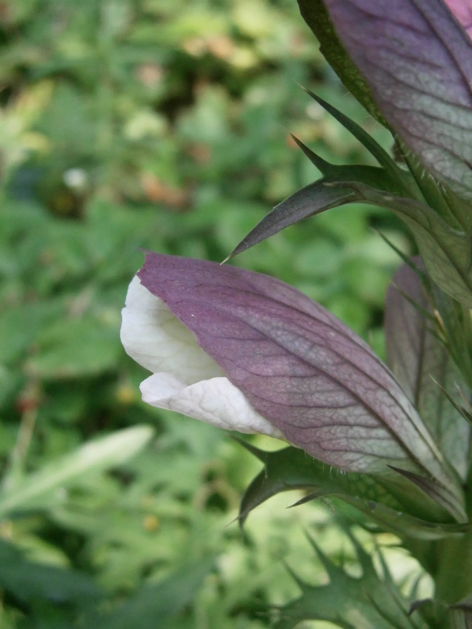 Spiny Bear's Breech (Acanthus Spinosus) — This hardy plant prefers well-drained soil and is drought-tolerant once established; the Spiny Bear's Breech is an