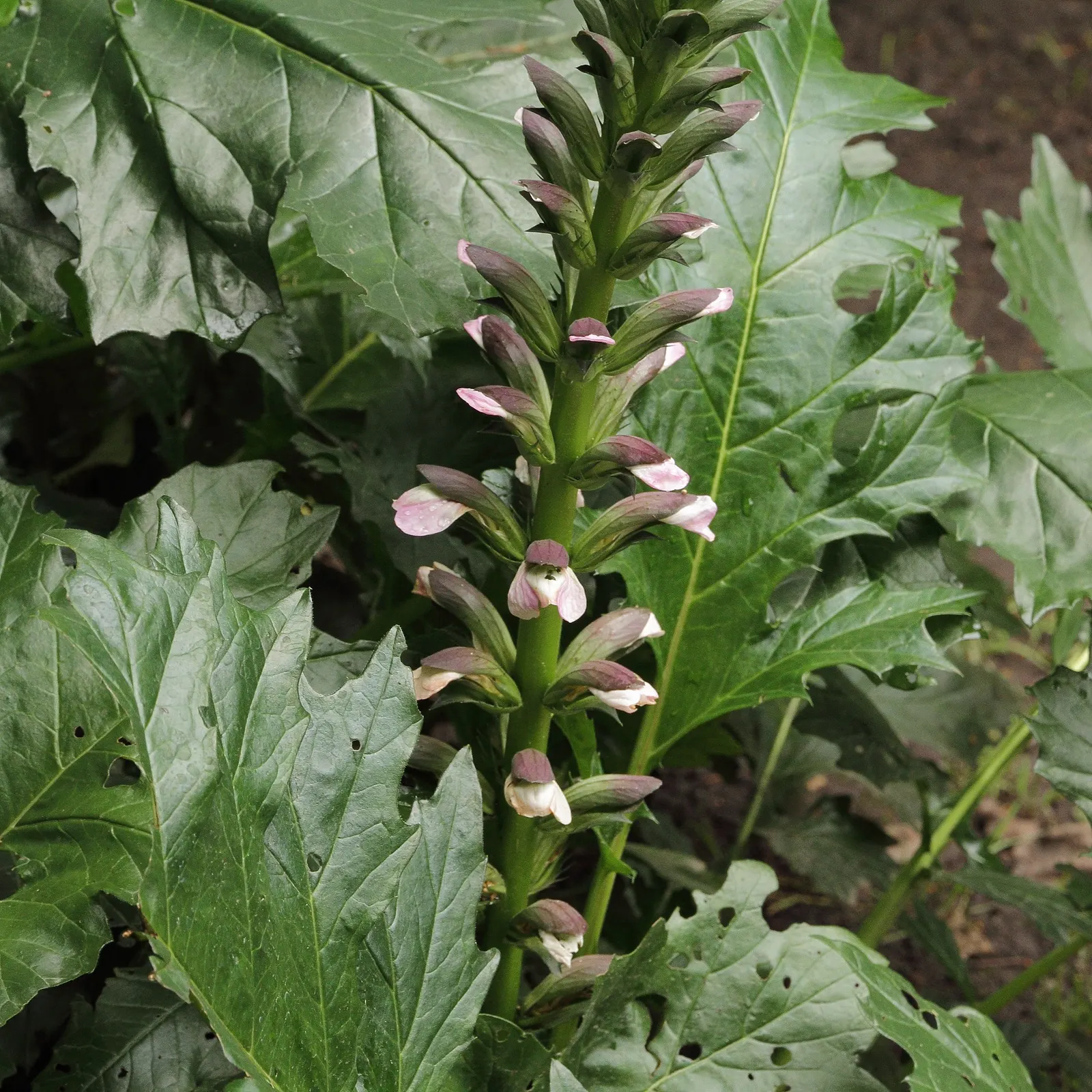 Spiny Bear's Breech (Acanthus Spinosus) — Drought-tolerant once established; requires minimal maintenance