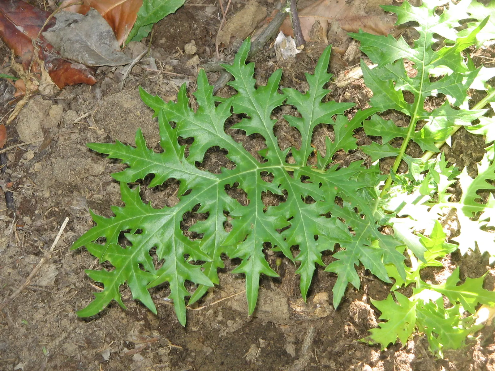 Spiny Bear's Breech (Acanthus Spinosus) — white flowers in the garden