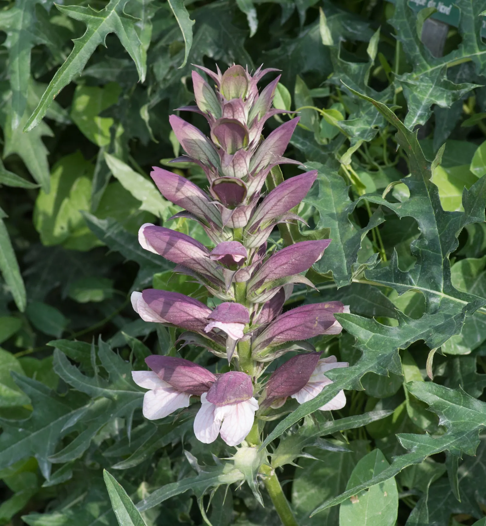 Spiny Bear's Breech (Acanthus Spinosus) — commonly known as the Spiny Bear's Breech; white flowers in the garden, image 55