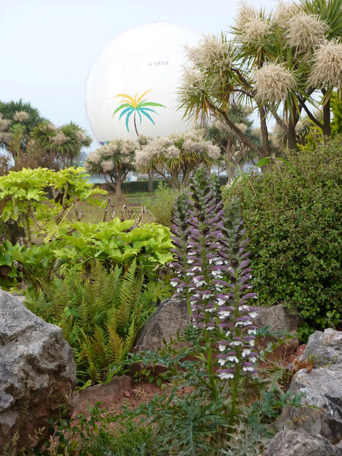 Spiny Bear's Breech (Acanthus Spinosus) — perennial for full or half or shade