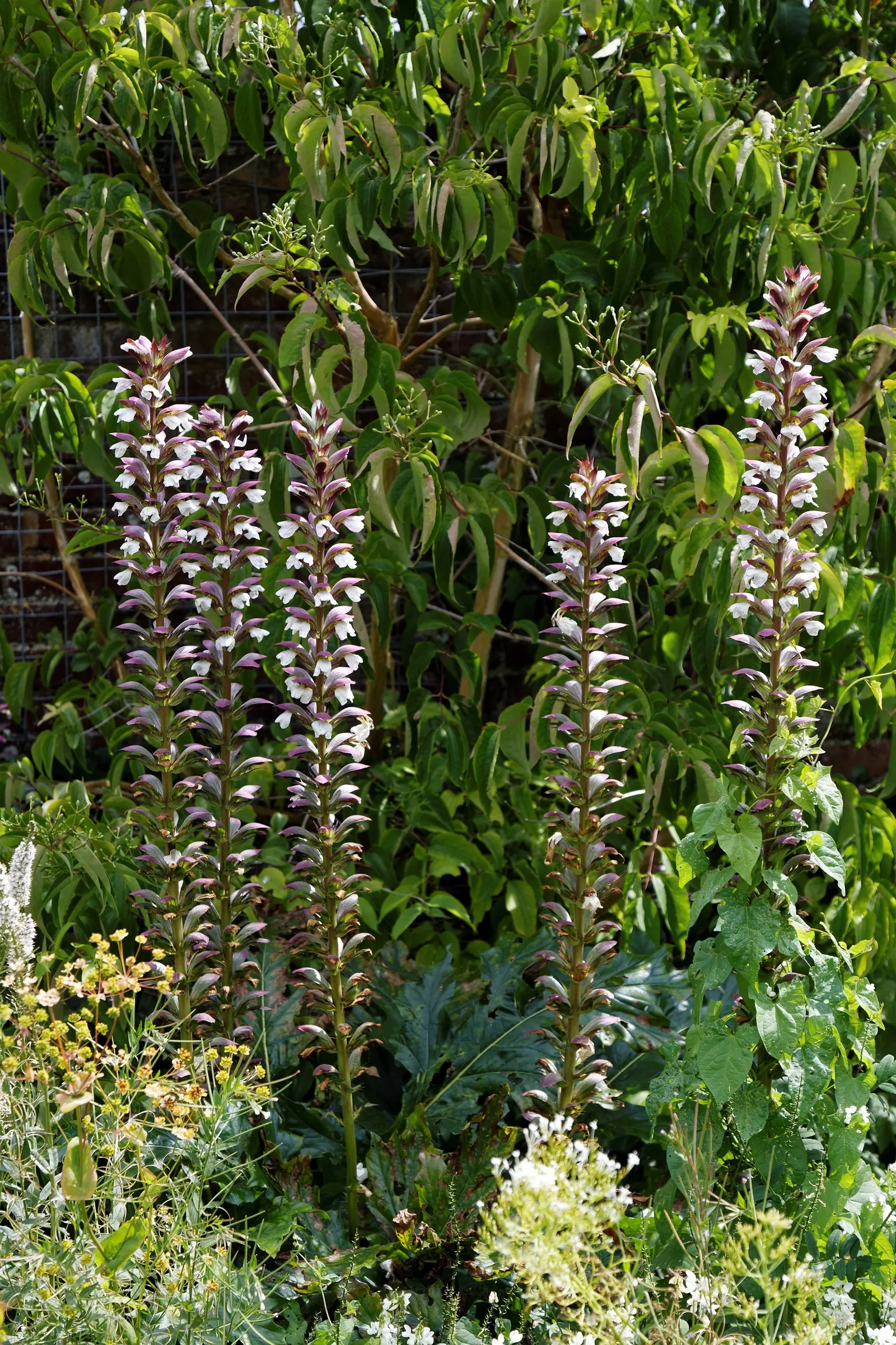 Spiny Bear's Breech (Acanthus Spinosus) — commonly known as the Spiny Bear's Breech; white flowers in the garden