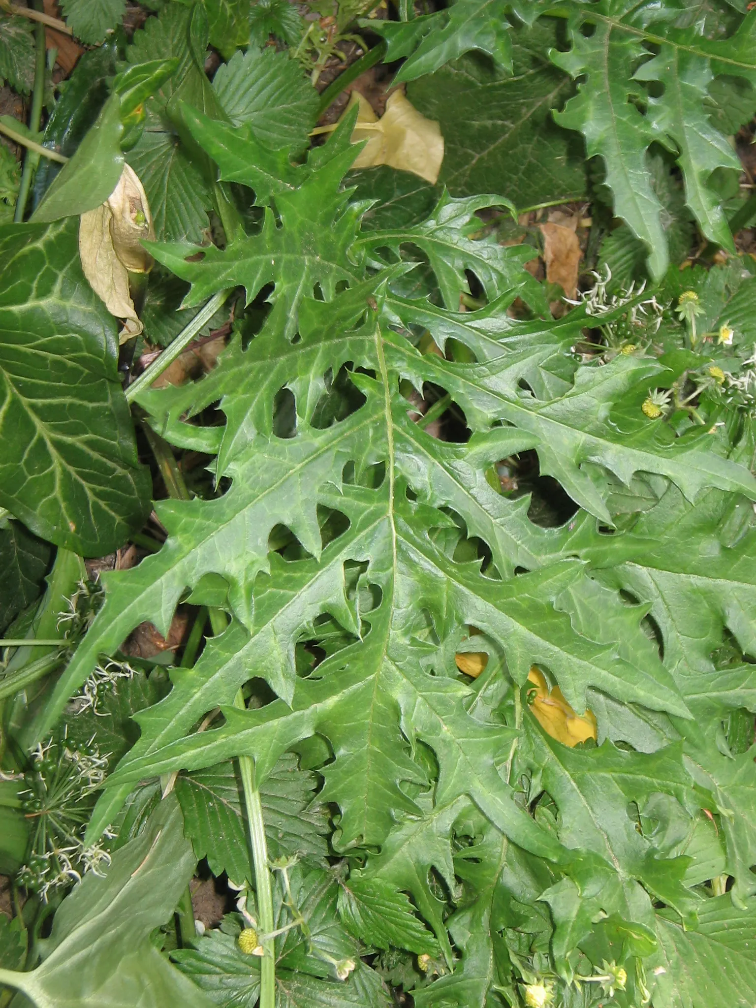 Spiny Bear's Breech (Acanthus Spinosus) — Drought-tolerant once established; requires minimal maintenance; adding a dynamic element to the, image 54