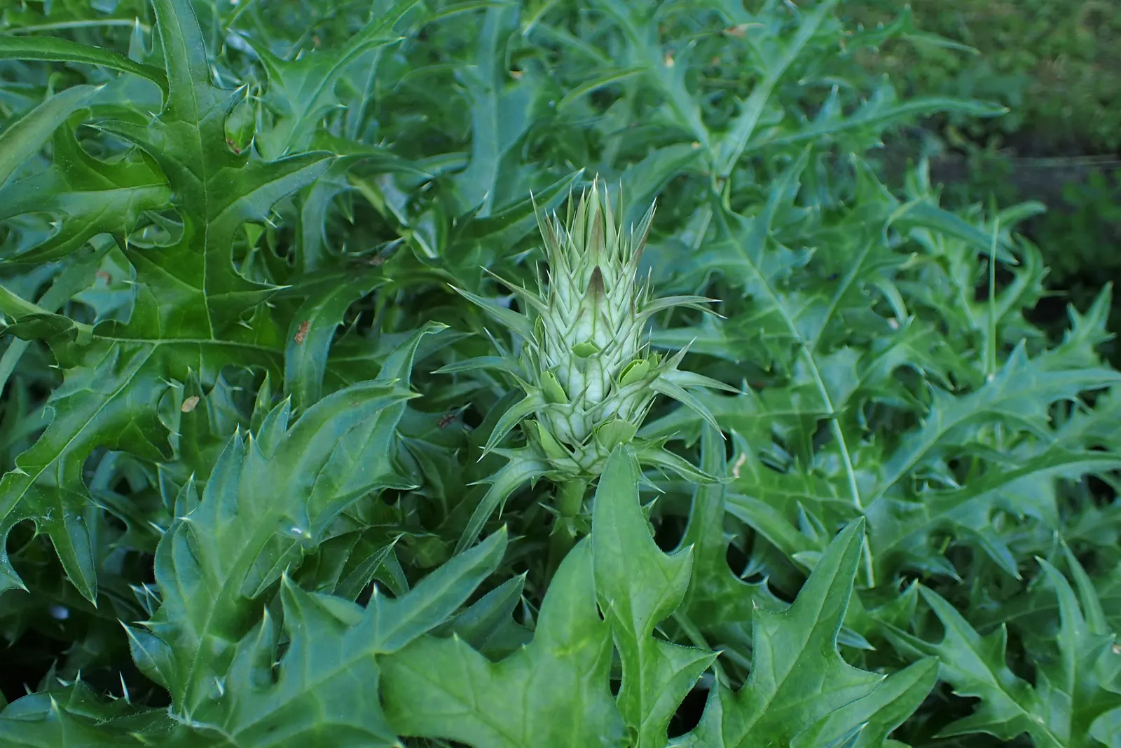 Spiny Bear's Breech (Acanthus Spinosus) — Its bold foliage and statuesque blooms ensure that this plant will be a conversation piece for years to, image 45