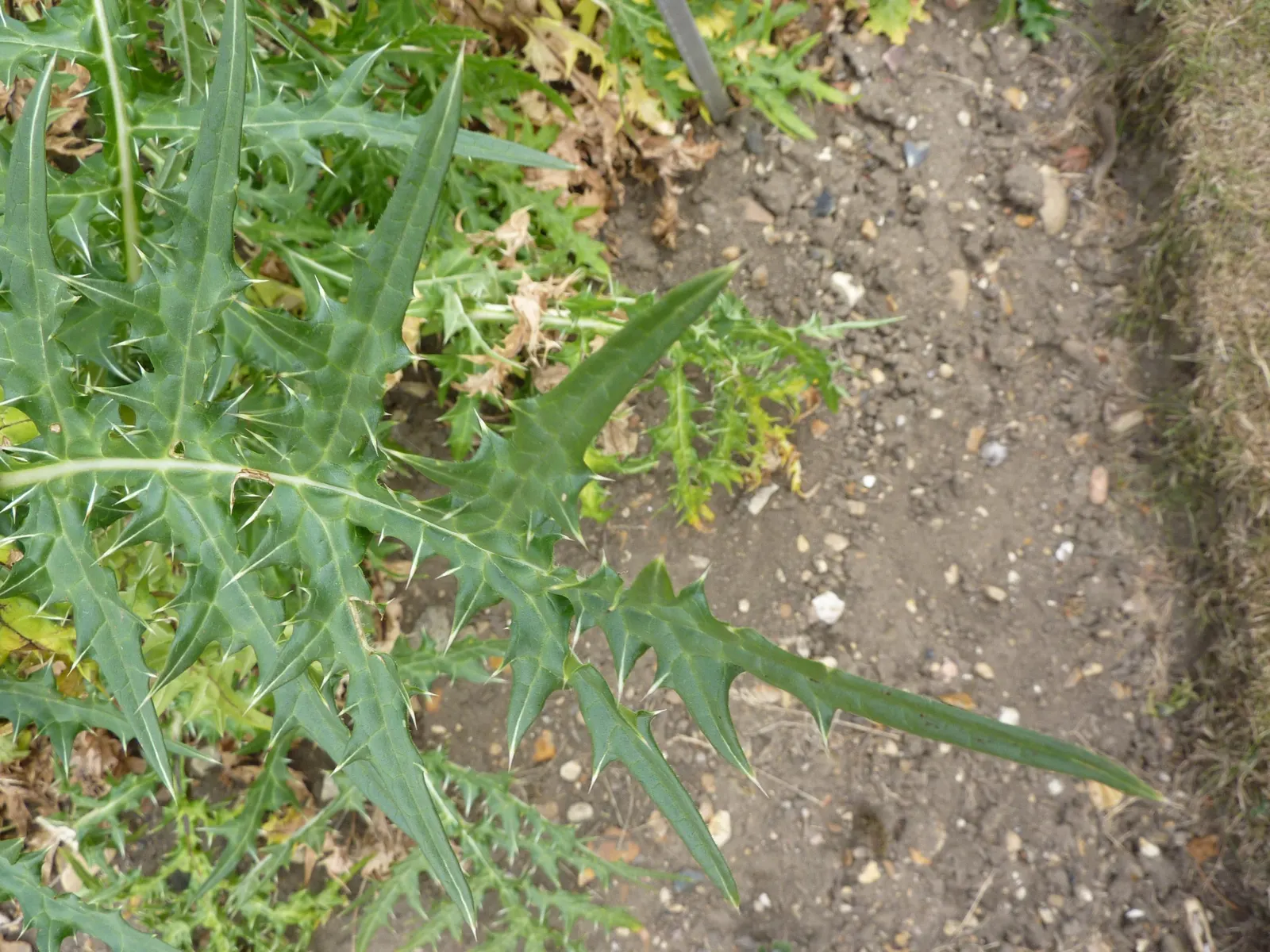 Spiny Bear's Breech (Acanthus Spinosus) — dark green leaves that can reach lengths of up to 3 feet; it has a moderate growth rate and is suitable, image 58
