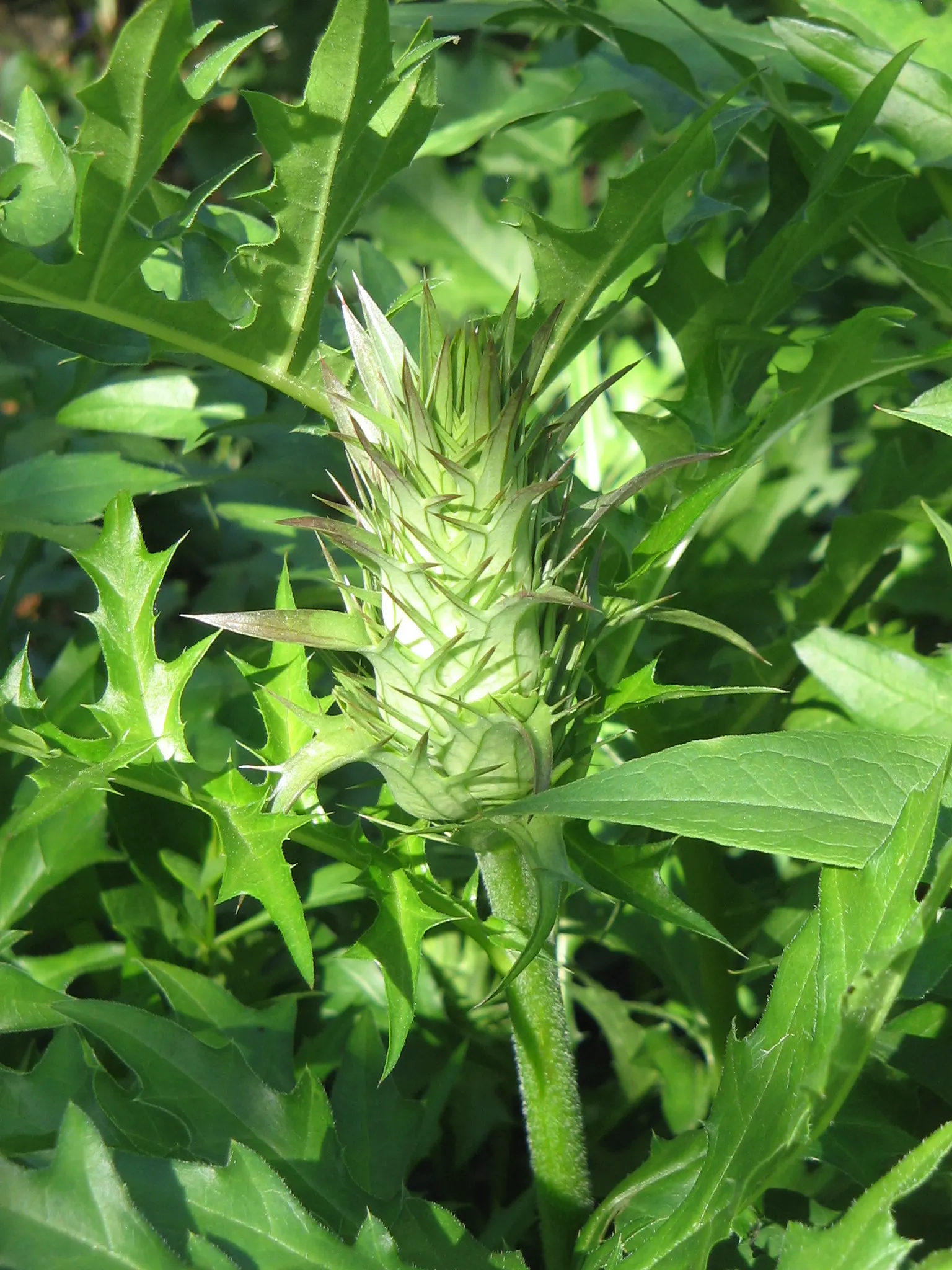 Spiny Bear's Breech (Acanthus Spinosus) — Drought-tolerant once established; requires minimal maintenance; adding a dynamic element to the garden.<br><br>When