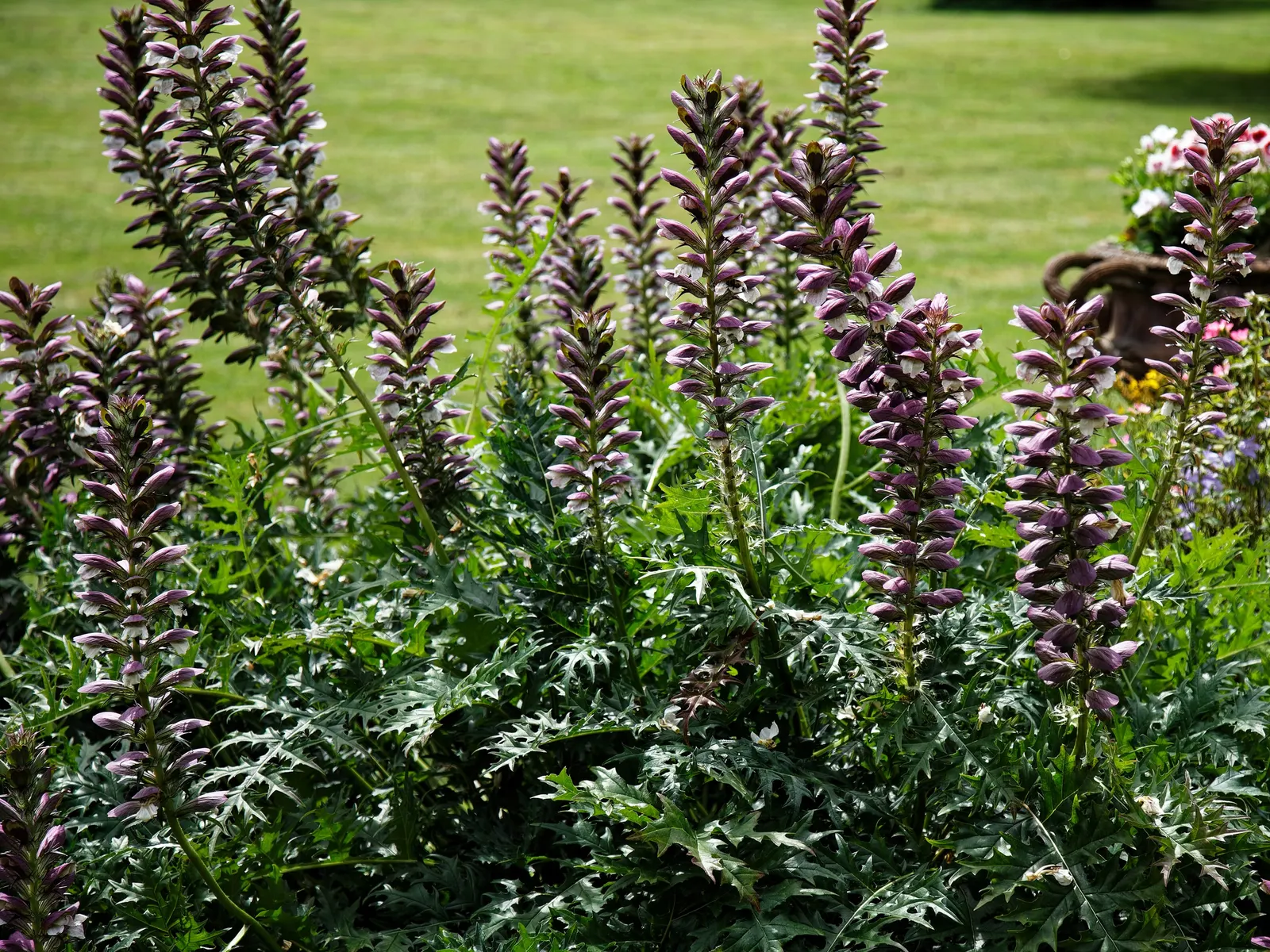 Spiny Bear's Breech (Acanthus Spinosus) — Thriving in zones 5-9, this perennial prefers partial shade to full sun and well-drained soil; making it a, image 51