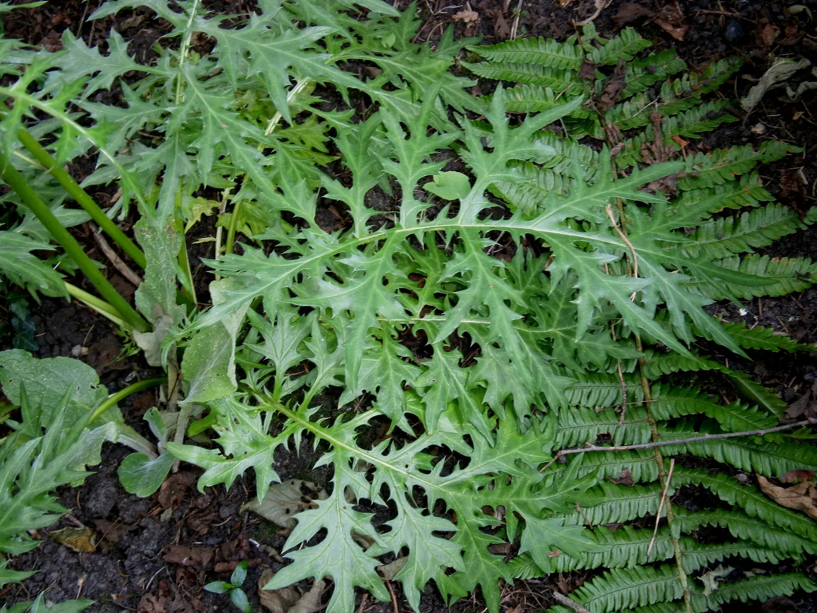 Spiny Bear's Breech (Acanthus Spinosus) — spiky foliage and tall flower spikes