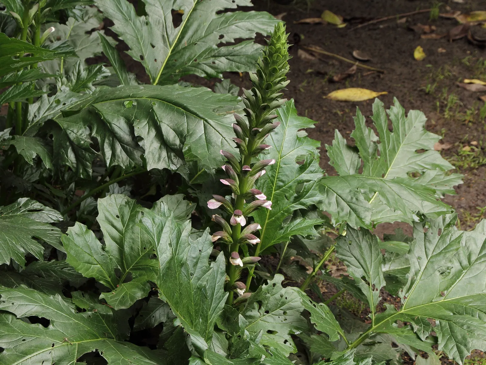 Spiny Bear's Breech (Acanthus Spinosus) — dark green leaves that can reach lengths of up to 3 feet