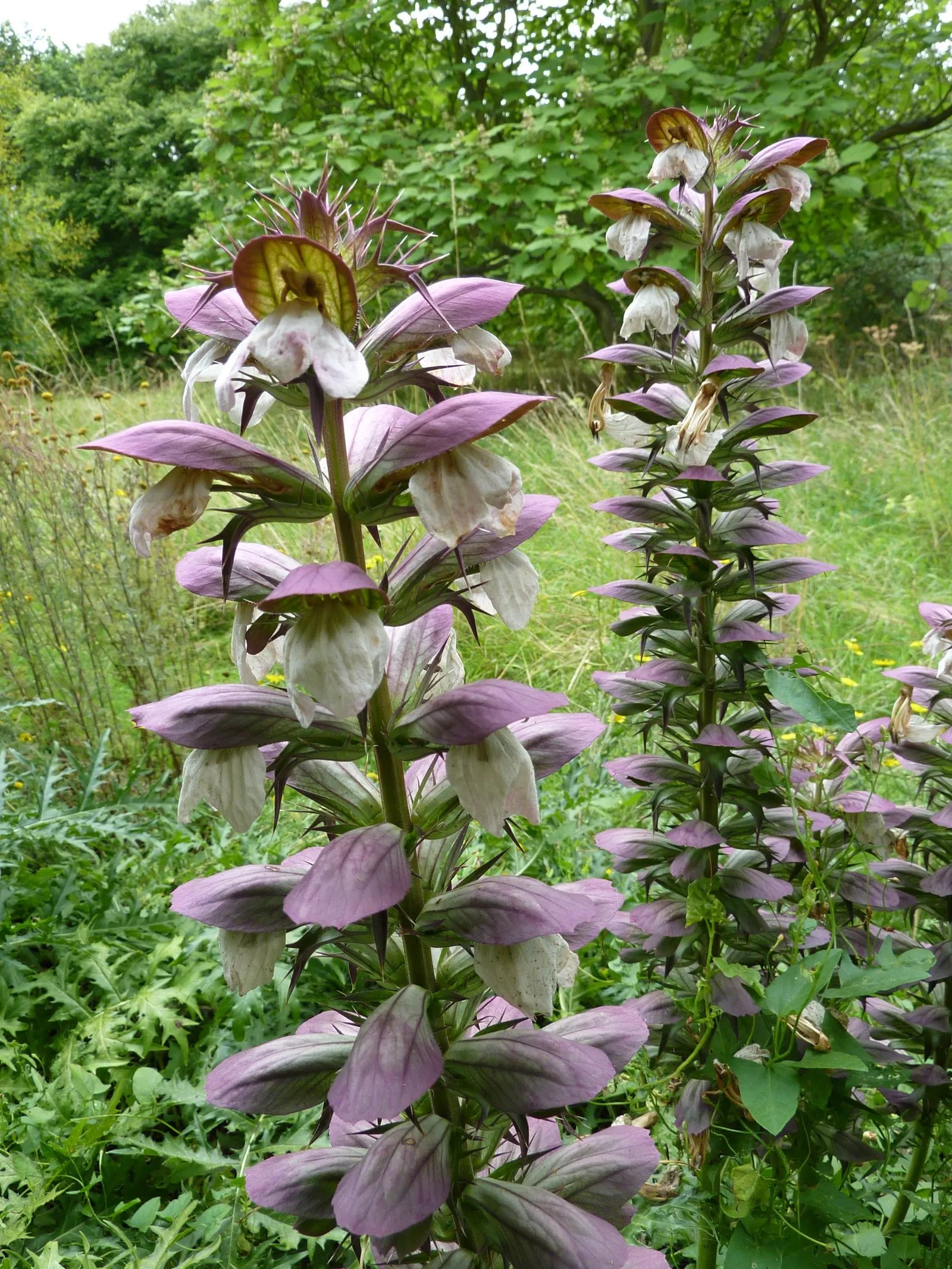 Spiny Bear's Breech (Acanthus Spinosus) — contrasting beautifully with softer plant forms.<br><br>During the summer months
