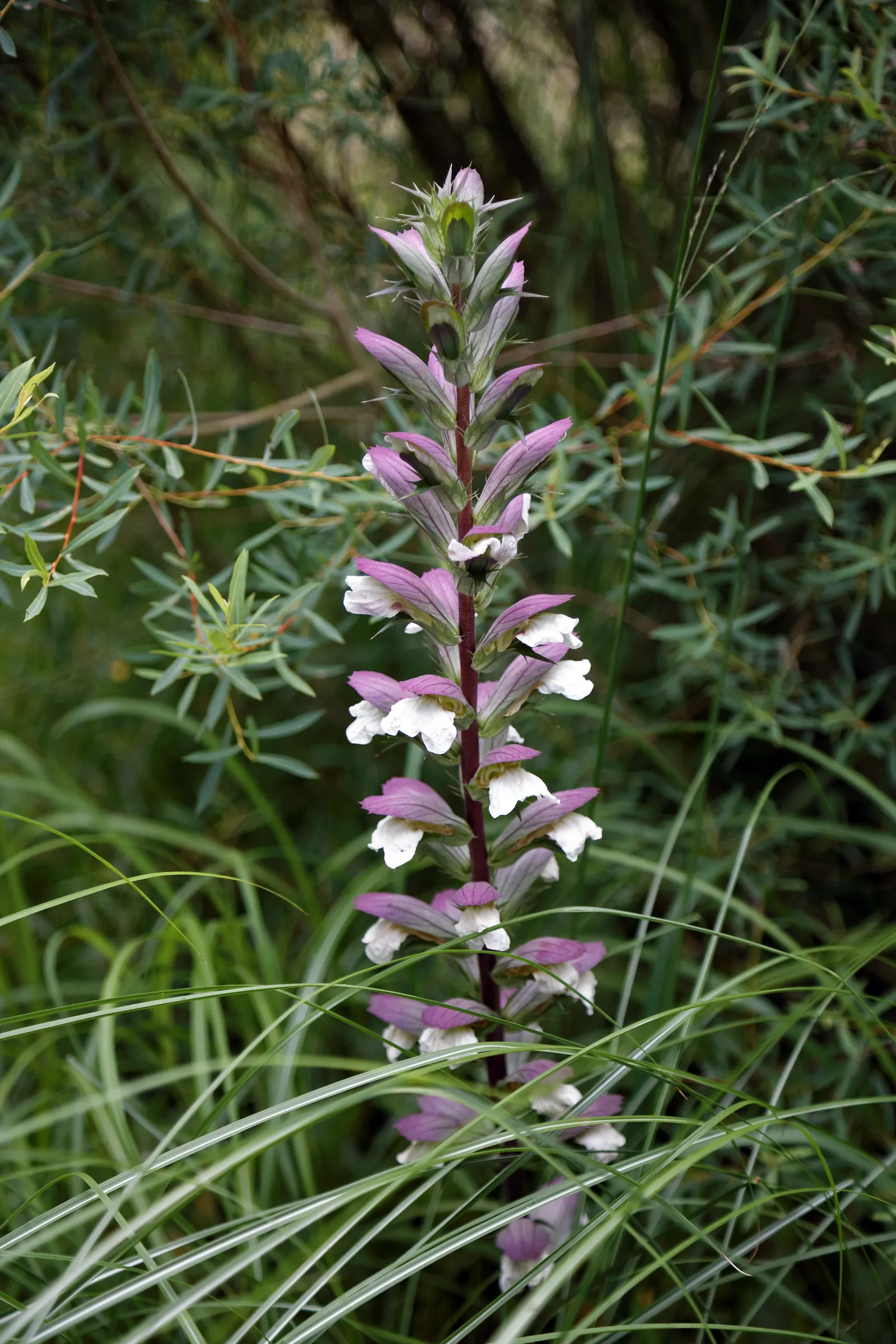 Spiny Bear's Breech (Acanthus Spinosus) — graces gardens with its striking