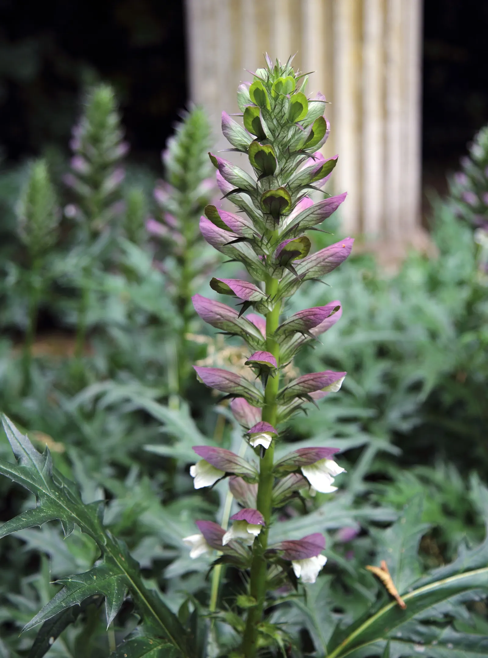 Spiny Bear's Breech (Acanthus Spinosus) — the Spiny Bear's Breech is an exceptional choice