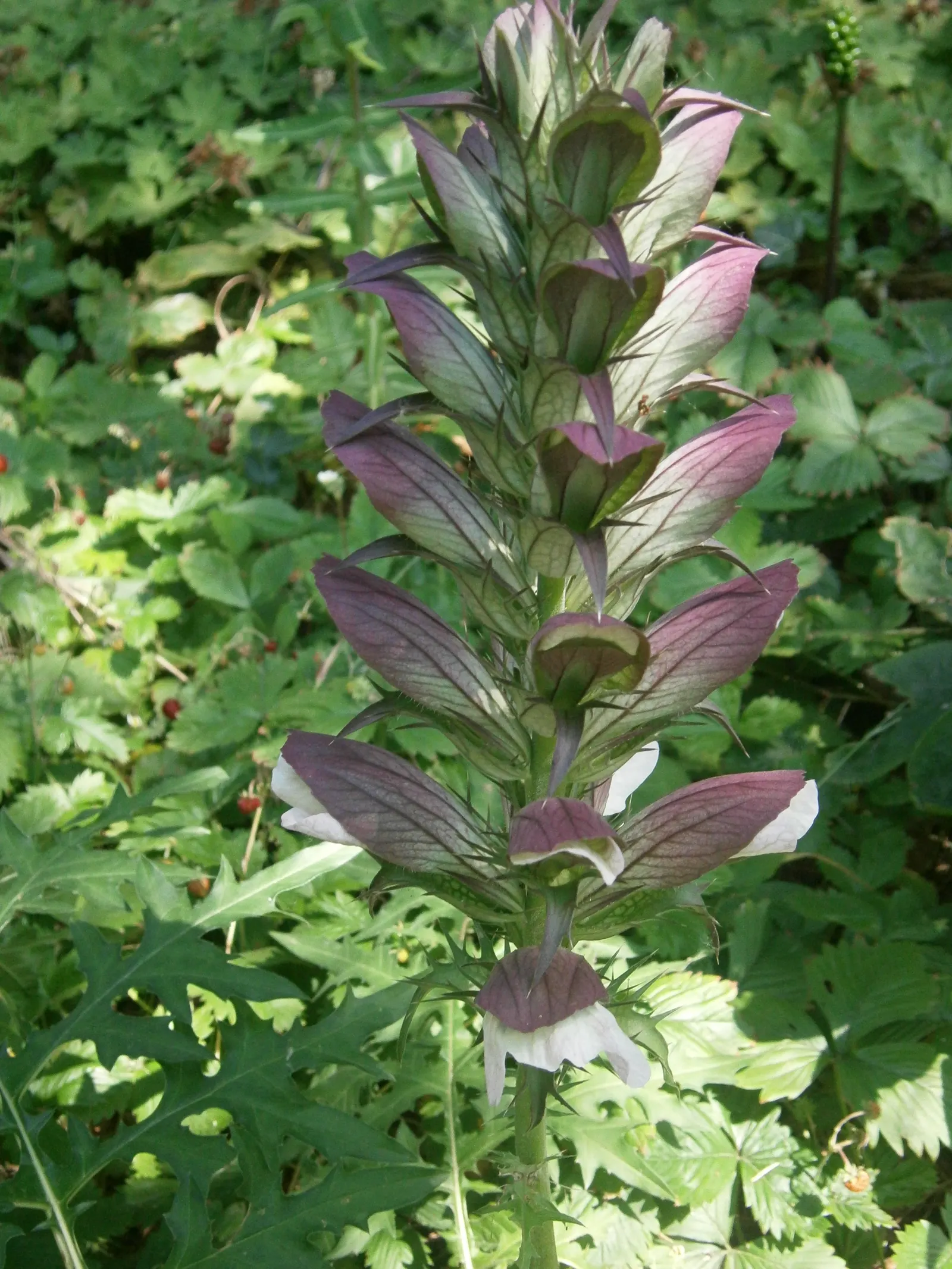Spiny Bear's Breech (Acanthus Spinosus) — Ideal for creating a dramatic backdrop in a border or as a focal point; is a striking perennial that brings a