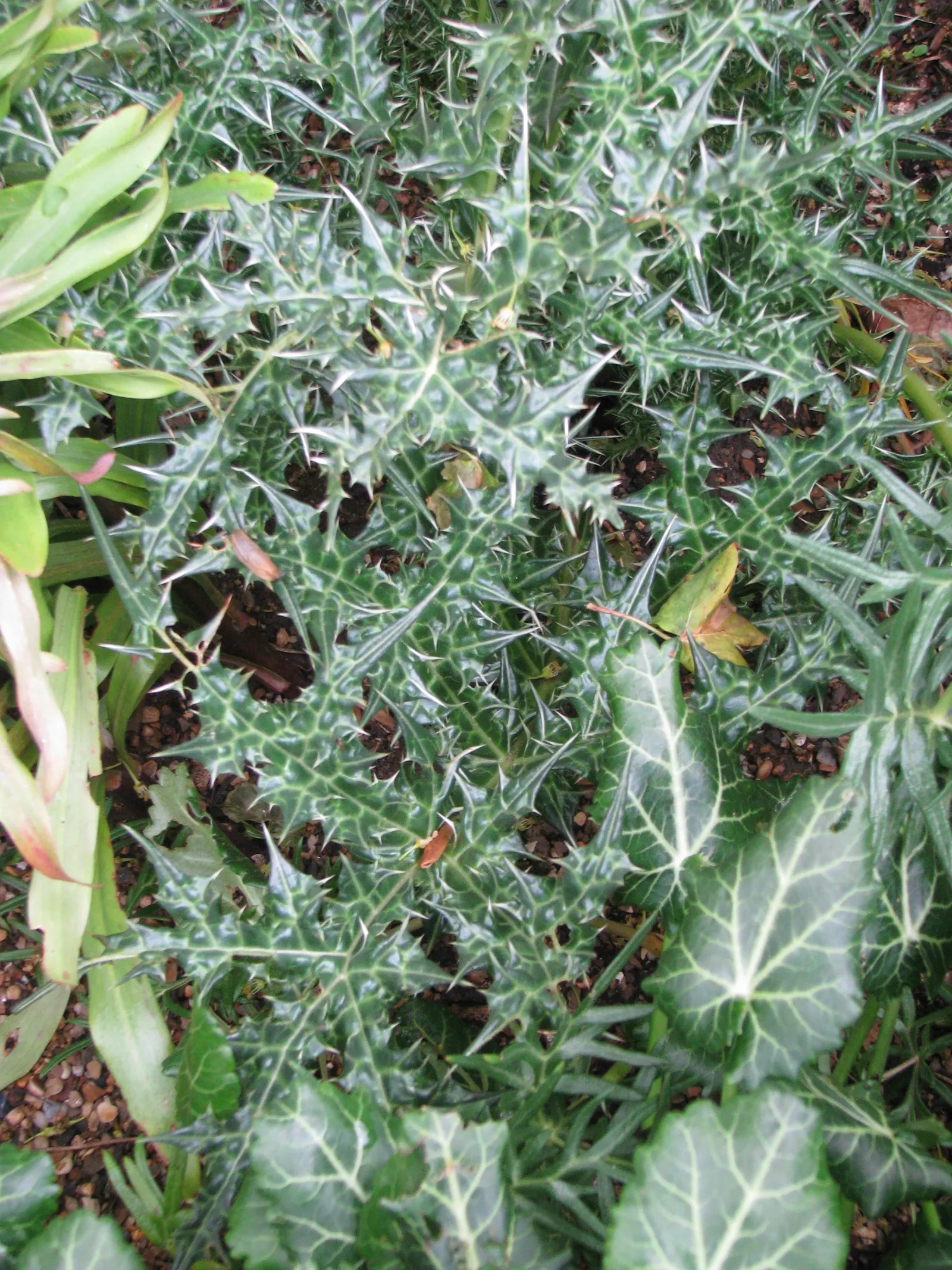 Spiny Bear's Breech (Acanthus Spinosus) — graces gardens with its striking; grows 3 to 4 feet tall and 2 to 3 feet wide, adding architectural, image 49