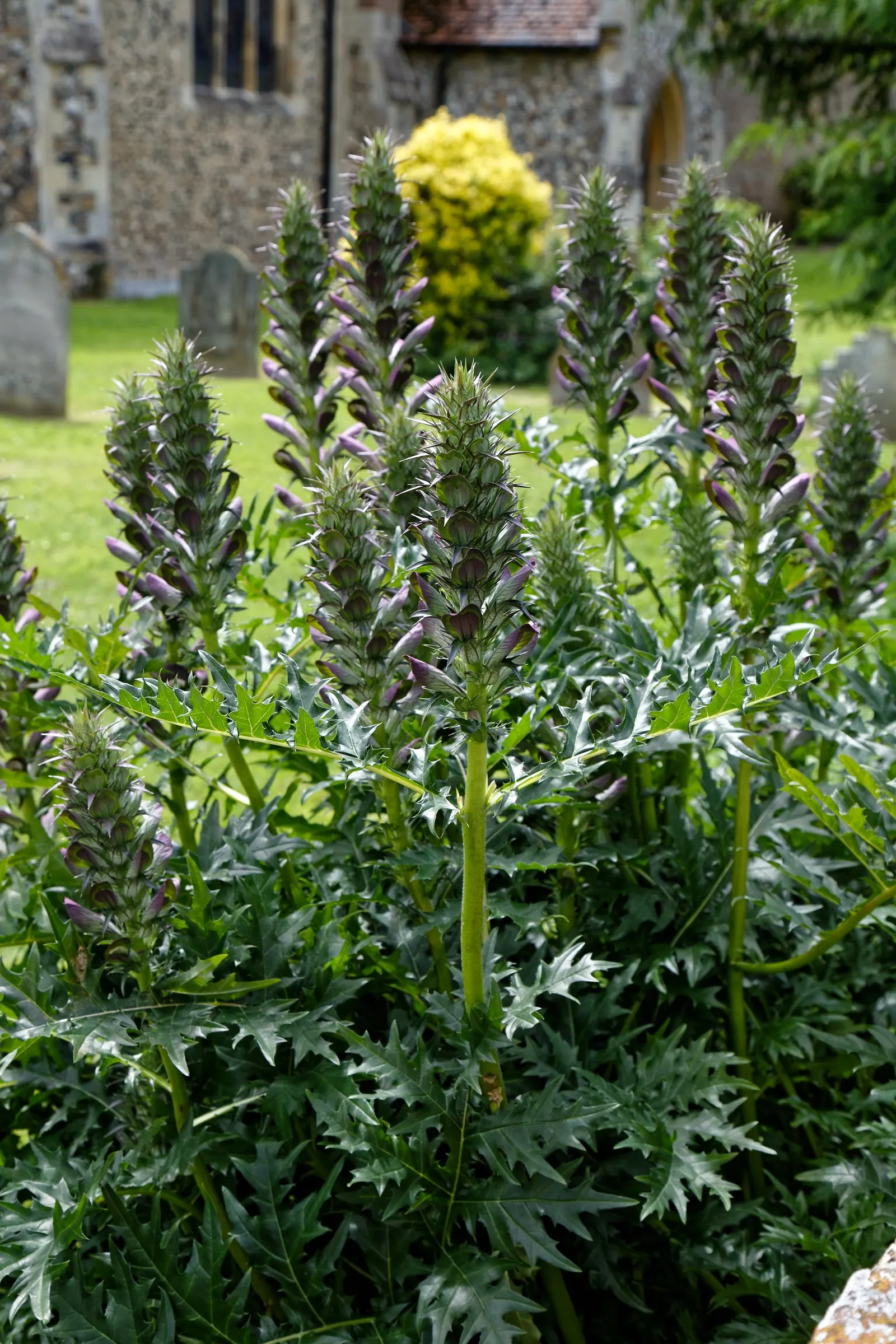 Spiny Bear's Breech (Acanthus Spinosus) — Thriving in zones 5-9, this perennial prefers partial shade to full sun and well-drained soil; making it a