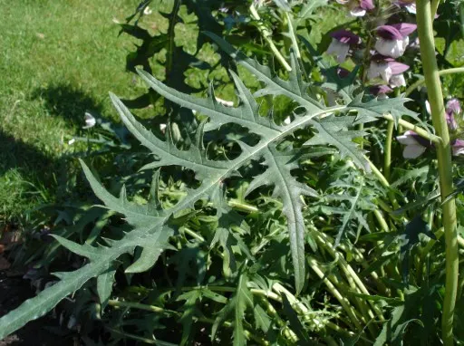 Spiny Bear's Breech (Acanthus Spinosus) — Its bold foliage and statuesque blooms ensure that this plant will be a conversation piece for years to come