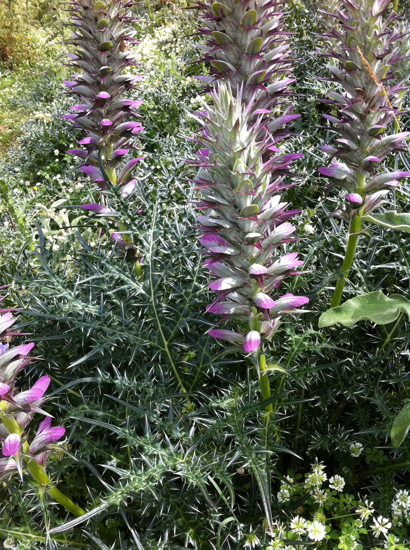 Spiny Bear's Breech (Acanthus Spinosus) — perennial for full or half or shade; its bold foliage and statuesque blooms ensure that this plant will be a