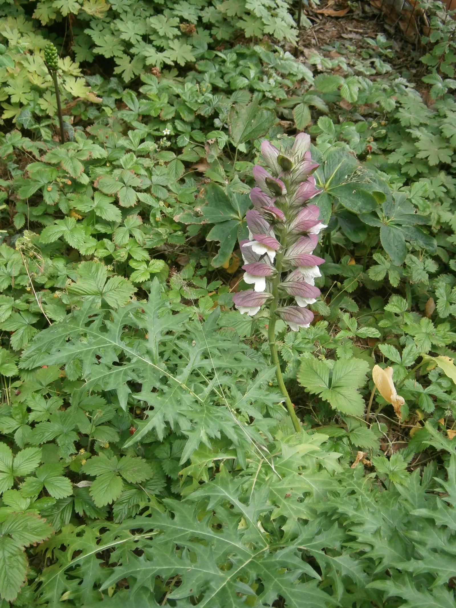 Spiny Bear's Breech (Acanthus Spinosus) — commonly known as the Spiny Bear's Breech
