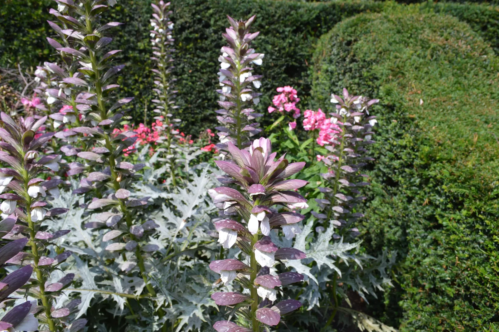 Spiny Bear's Breech (Acanthus Spinosus) — Ideal for creating a dramatic backdrop in a border or as a focal point