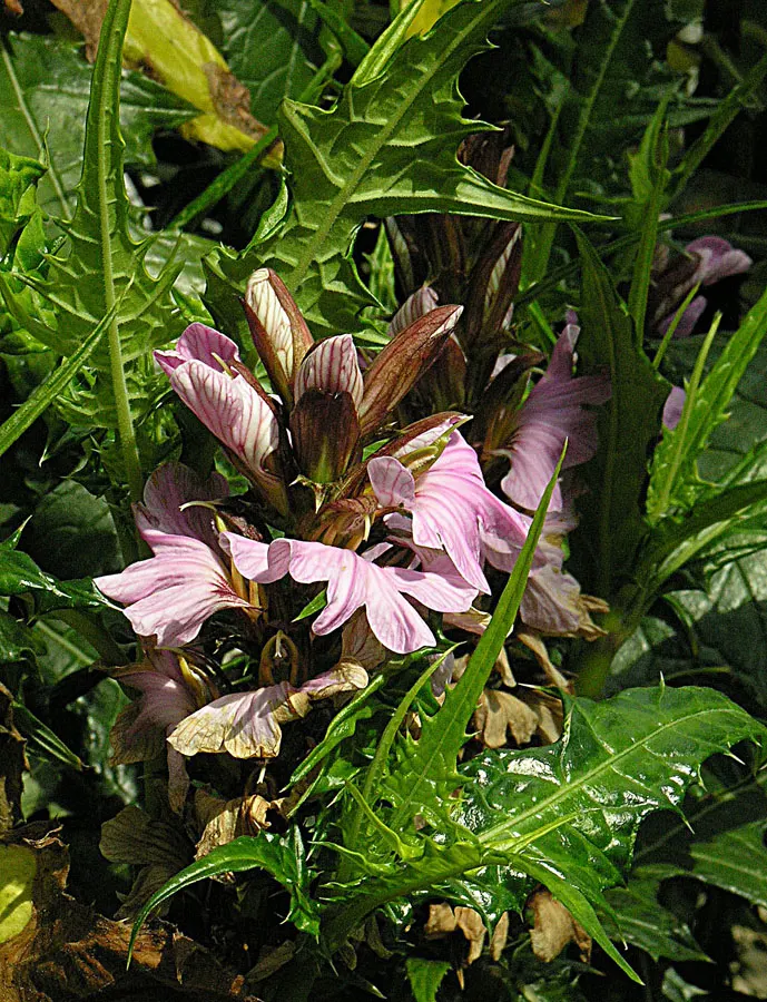 Spiny Bear's Breech (Acanthus Spinosus) — Grows 3 to 4 feet tall and 2 to 3 feet wide, adding architectural elegance; graces gardens with its, image 52