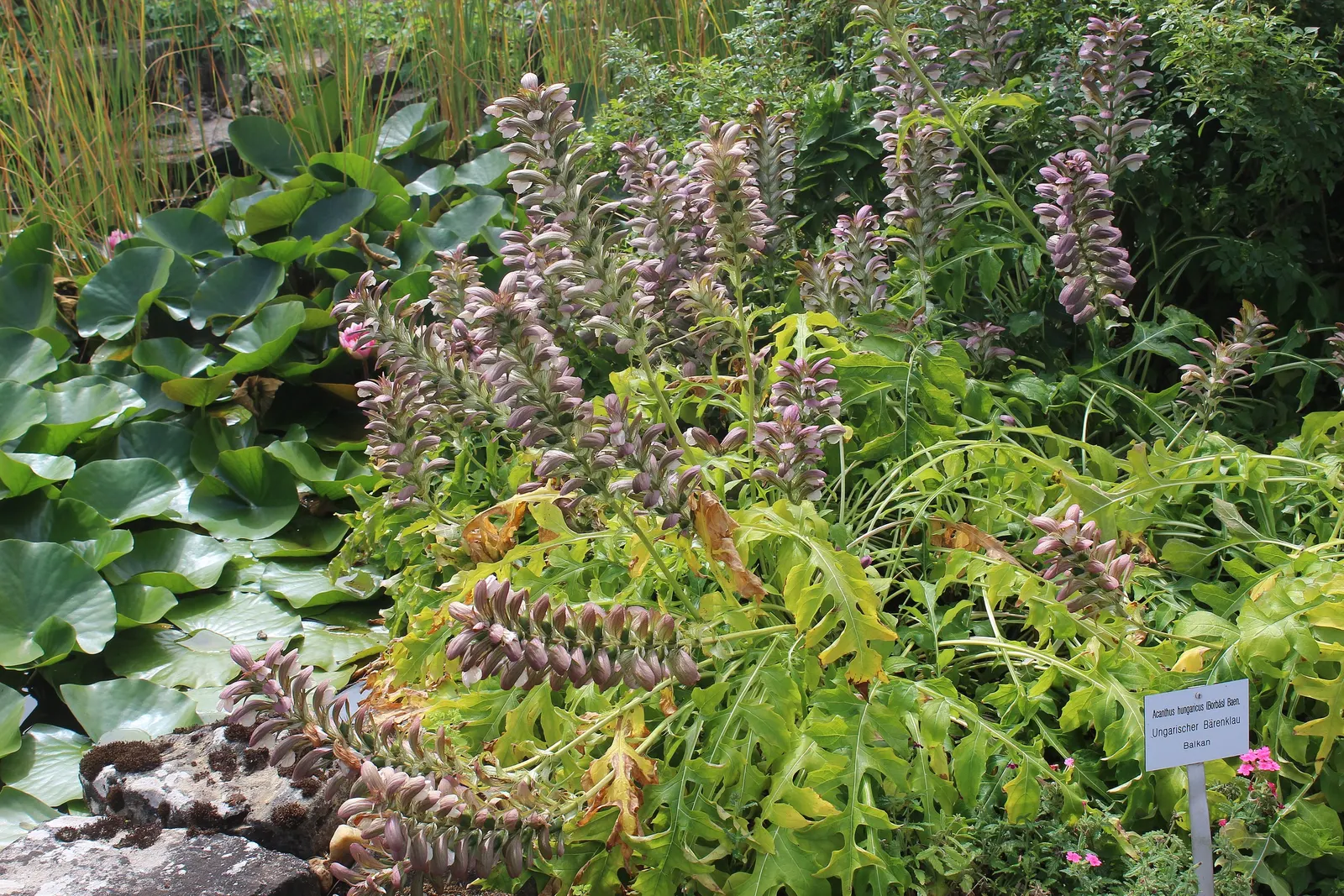 Spiny Bear's Breech (Acanthus Spinosus) — contrasting beautifully with softer plant forms.<br><br>During the summer months; this architectural, image 60