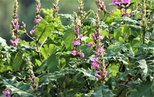 Spiny Bear's Breech (Acanthus Spinosus) — contrasting beautifully with softer plant forms.<br><br>During the summer months; this architectural plant is native