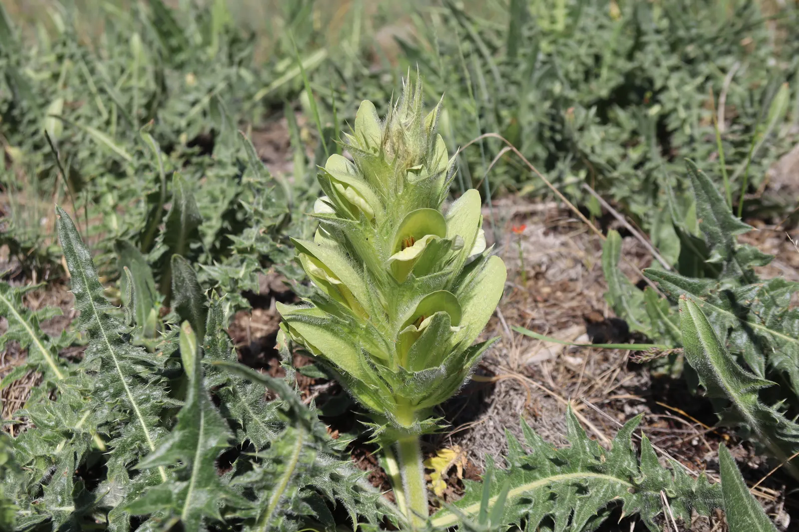 Spiny Bear's Breech (Acanthus Spinosus) — the Spiny Bear's Breech is an exceptional choice; this hardy plant prefers well-drained soil and is drought-tolerant
