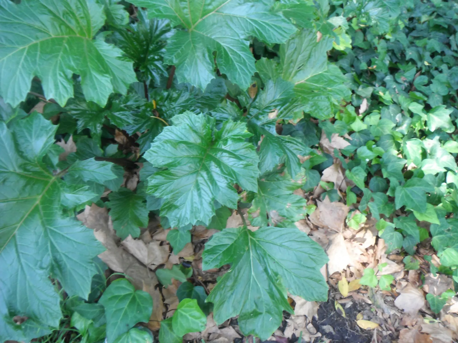 Spiny Bear's Breech (Acanthus Spinosus) — It has a moderate growth rate and is suitable for USDA Hardiness Zones 5 through 9; dark green leaves that can reach